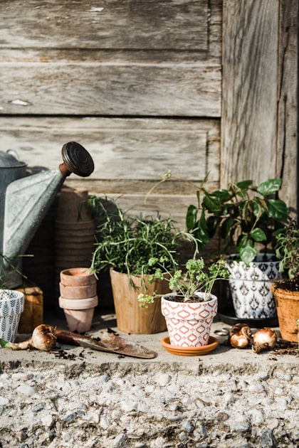 Beginner’s Guide to Container Gardening